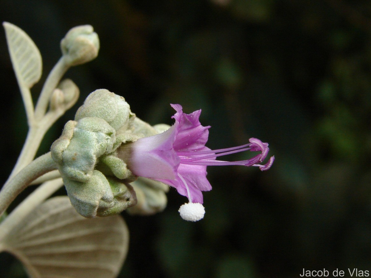 Argyreia osyrensis (Roth) Choisy